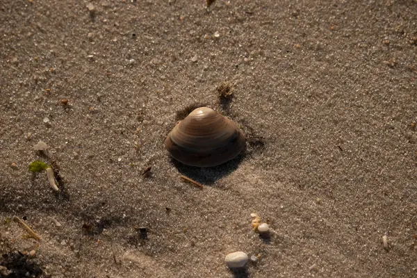Bu küçük deniz kabuğu kum tanelerinin arasında yatıyordu. Kabuk bir midyeye ait ve içinde güzel mavi bantlar var. Küçük temiz çakıl taşları güneşte neredeyse parlıyor..