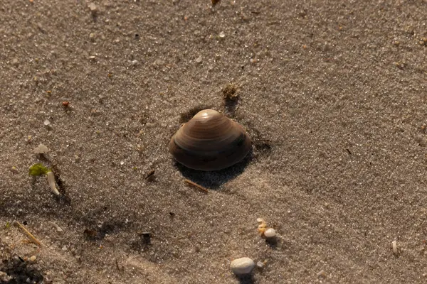 Bu küçük deniz kabuğu kum tanelerinin arasında yatıyordu. Kabuk bir midyeye ait ve içinde güzel mavi bantlar var. Küçük temiz çakıl taşları güneşte neredeyse parlıyor..