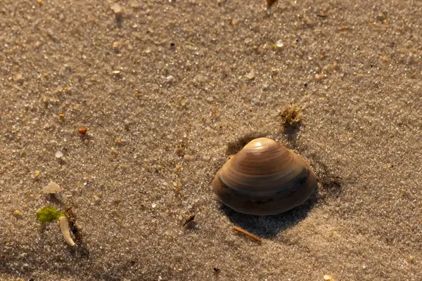 Bu küçük deniz kabuğu kum tanelerinin arasında yatıyordu. Kabuk bir midyeye ait ve içinde güzel mavi bantlar var. Küçük temiz çakıl taşları güneşte neredeyse parlıyor..
