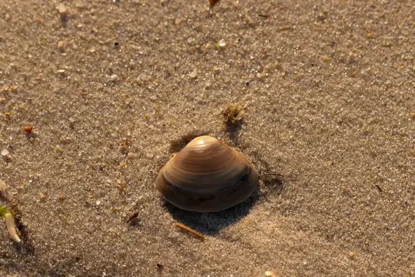 Bu küçük deniz kabuğu kum tanelerinin arasında yatıyordu. Kabuk bir midyeye ait ve içinde güzel mavi bantlar var. Küçük temiz çakıl taşları güneşte neredeyse parlıyor..