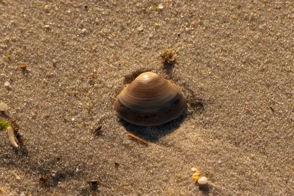 Bu küçük deniz kabuğu kum tanelerinin arasında yatıyordu. Kabuk bir midyeye ait ve içinde güzel mavi bantlar var. Küçük temiz çakıl taşları güneşte neredeyse parlıyor..