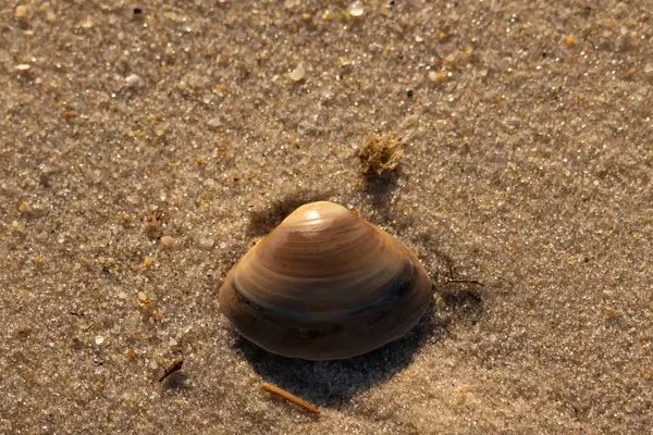 Bu küçük deniz kabuğu kum tanelerinin arasında yatıyordu. Kabuk bir midyeye ait ve içinde güzel mavi bantlar var. Küçük temiz çakıl taşları güneşte neredeyse parlıyor..