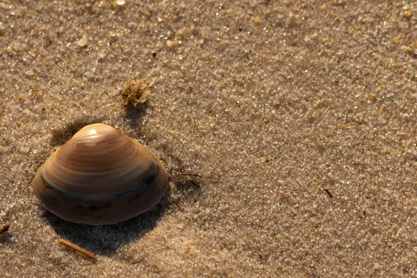 Bu küçük deniz kabuğu kum tanelerinin arasında yatıyordu. Kabuk bir midyeye ait ve içinde güzel mavi bantlar var. Küçük temiz çakıl taşları güneşte neredeyse parlıyor..
