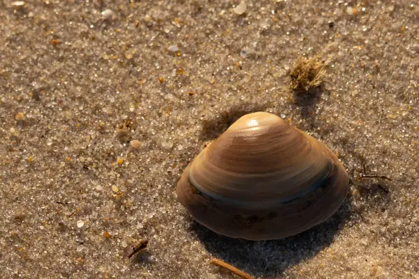 Bu küçük deniz kabuğu kum tanelerinin arasında yatıyordu. Kabuk bir midyeye ait ve içinde güzel mavi bantlar var. Küçük temiz çakıl taşları güneşte neredeyse parlıyor..