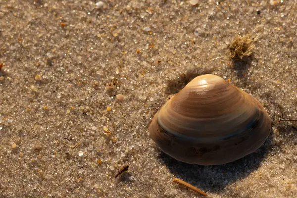Bu küçük deniz kabuğu kum tanelerinin arasında yatıyordu. Kabuk bir midyeye ait ve içinde güzel mavi bantlar var. Küçük temiz çakıl taşları güneşte neredeyse parlıyor..