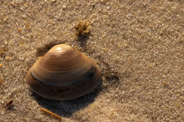 Bu küçük deniz kabuğu kum tanelerinin arasında yatıyordu. Kabuk bir midyeye ait ve içinde güzel mavi bantlar var. Küçük temiz çakıl taşları güneşte neredeyse parlıyor..