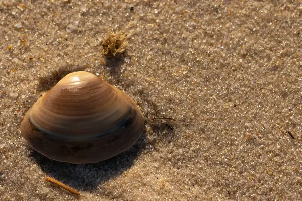 Bu küçük deniz kabuğu kum tanelerinin arasında yatıyordu. Kabuk bir midyeye ait ve içinde güzel mavi bantlar var. Küçük temiz çakıl taşları güneşte neredeyse parlıyor..