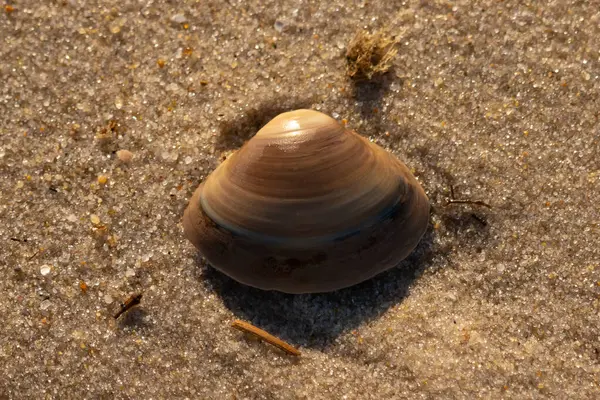 Bu küçük deniz kabuğu kum tanelerinin arasında yatıyordu. Kabuk bir midyeye ait ve içinde güzel mavi bantlar var. Küçük temiz çakıl taşları güneşte neredeyse parlıyor..