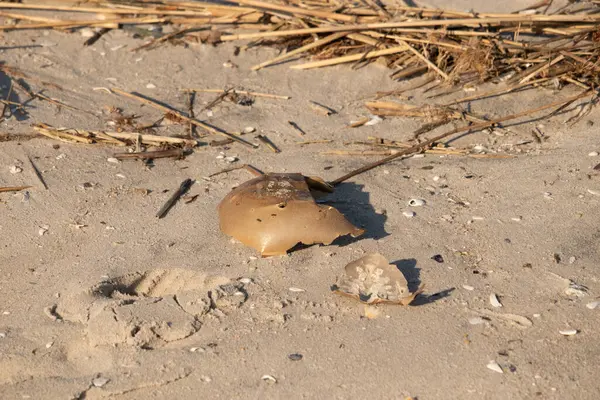 Bu kırık at nalı yengeci kabuğu okyanus kıyısında kıyıya vurduktan sonra burada, kumda yatıyordu. Her yerde saman sazları vardı. Kırık deniz kabukları etrafa saçılmış..