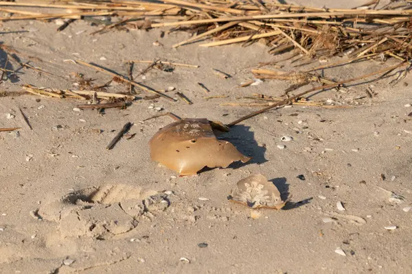 Bu kırık at nalı yengeci kabuğu okyanus kıyısında kıyıya vurduktan sonra burada, kumda yatıyordu. Her yerde saman sazları vardı. Kırık deniz kabukları etrafa saçılmış..