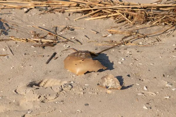 Bu kırık at nalı yengeci kabuğu okyanus kıyısında kıyıya vurduktan sonra burada, kumda yatıyordu. Her yerde saman sazları vardı. Kırık deniz kabukları etrafa saçılmış..