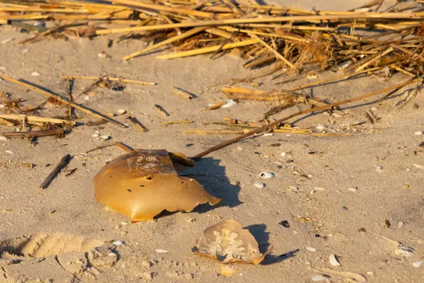 Bu kırık at nalı yengeci kabuğu okyanus kıyısında kıyıya vurduktan sonra burada, kumda yatıyordu. Her yerde saman sazları vardı. Kırık deniz kabukları etrafa saçılmış..