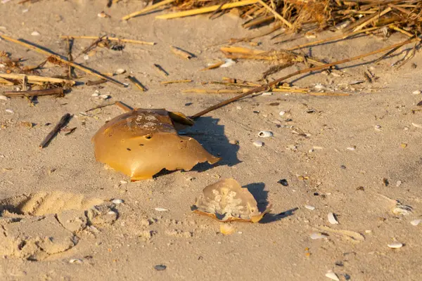 Bu kırık at nalı yengeci kabuğu okyanus kıyısında kıyıya vurduktan sonra burada, kumda yatıyordu. Her yerde saman sazları vardı. Kırık deniz kabukları etrafa saçılmış..