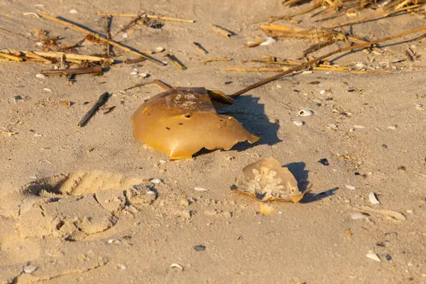 Bu kırık at nalı yengeci kabuğu okyanus kıyısında kıyıya vurduktan sonra burada, kumda yatıyordu. Her yerde saman sazları vardı. Kırık deniz kabukları etrafa saçılmış..