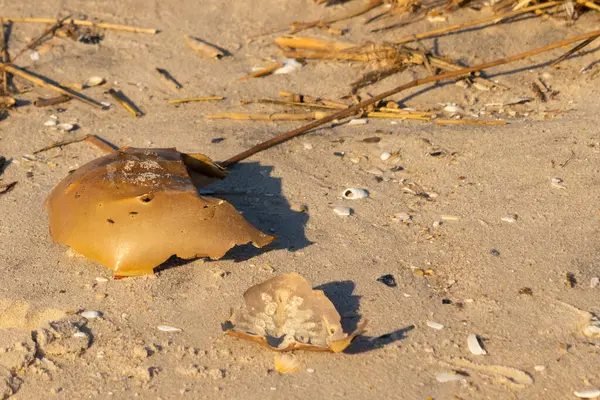 Bu kırık at nalı yengeci kabuğu okyanus kıyısında kıyıya vurduktan sonra burada, kumda yatıyordu. Her yerde saman sazları vardı. Kırık deniz kabukları etrafa saçılmış..