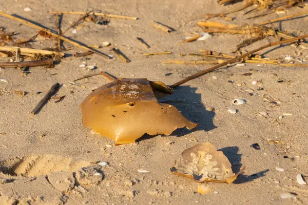 Bu kırık at nalı yengeci kabuğu okyanus kıyısında kıyıya vurduktan sonra burada, kumda yatıyordu. Her yerde saman sazları vardı. Kırık deniz kabukları etrafa saçılmış..