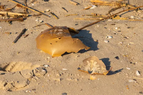 Bu kırık at nalı yengeci kabuğu okyanus kıyısında kıyıya vurduktan sonra burada, kumda yatıyordu. Her yerde saman sazları vardı. Kırık deniz kabukları etrafa saçılmış..