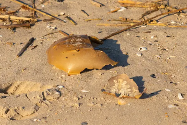 Bu kırık at nalı yengeci kabuğu okyanus kıyısında kıyıya vurduktan sonra burada, kumda yatıyordu. Her yerde saman sazları vardı. Kırık deniz kabukları etrafa saçılmış..