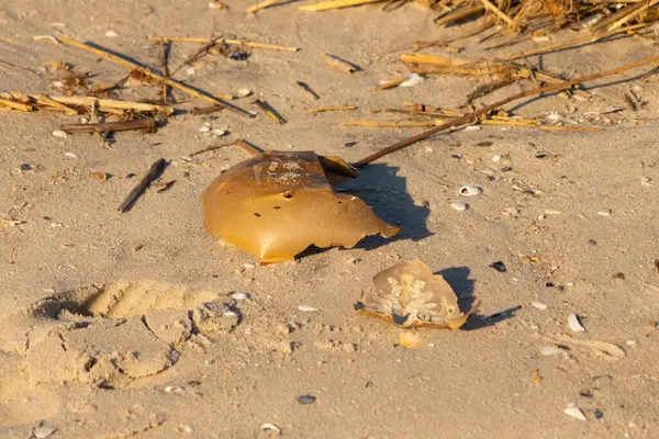 Bu kırık at nalı yengeci kabuğu okyanus kıyısında kıyıya vurduktan sonra burada, kumda yatıyordu. Her yerde saman sazları vardı. Kırık deniz kabukları etrafa saçılmış..
