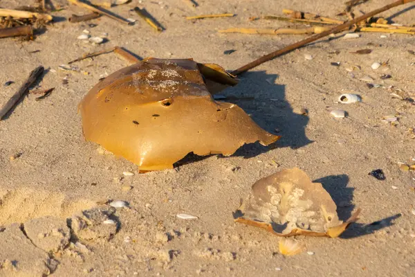 Bu kırık at nalı yengeci kabuğu okyanus kıyısında kıyıya vurduktan sonra burada, kumda yatıyordu. Her yerde saman sazları vardı. Kırık deniz kabukları etrafa saçılmış..
