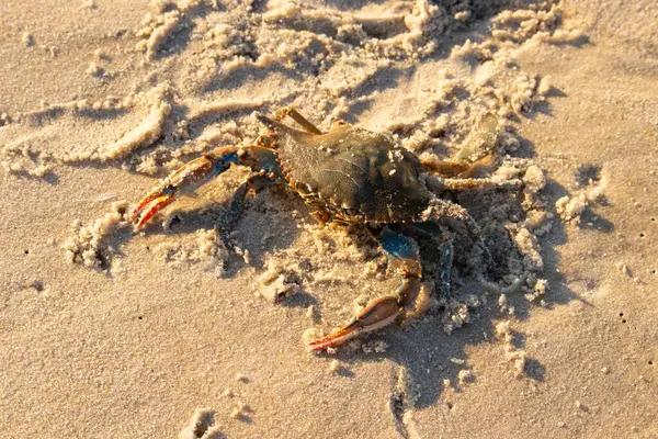 Bu mavi yengeç sahilde poz veriyor. Pençelerini kullanmaya ve onu tehlikeye atan herkesi çimdiklemeye hazır. Büyük çimdikçiler dışarı ve hazır. Her yer kumla kaplıydı..