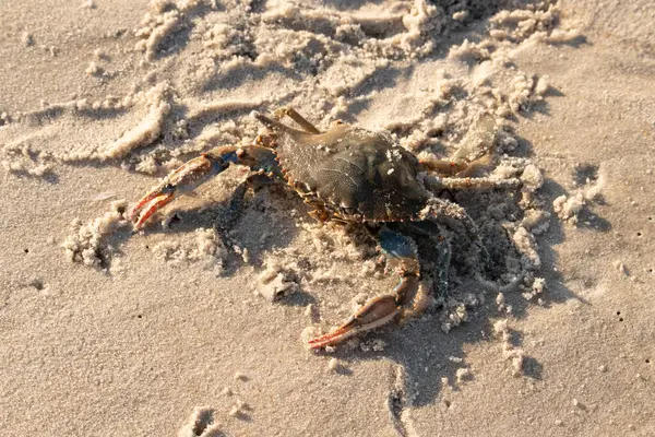 Bu mavi yengeç sahilde poz veriyor. Pençelerini kullanmaya ve onu tehlikeye atan herkesi çimdiklemeye hazır. Büyük çimdikçiler dışarı ve hazır. Her yer kumla kaplıydı..