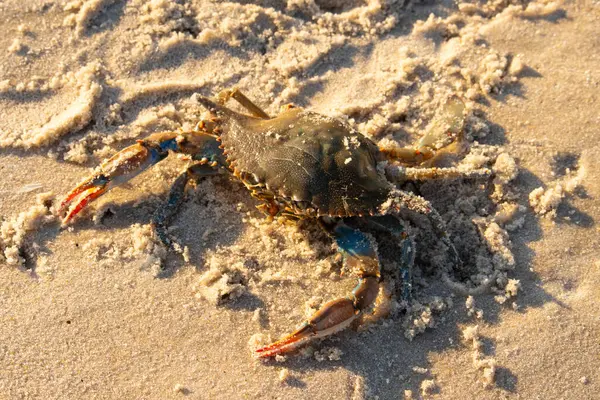 Bu mavi yengeç sahilde poz veriyor. Pençelerini kullanmaya ve onu tehlikeye atan herkesi çimdiklemeye hazır. Büyük çimdikçiler dışarı ve hazır. Her yer kumla kaplıydı..