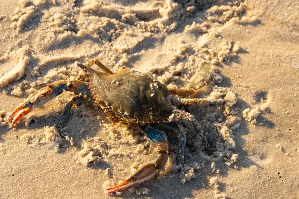 Bu mavi yengeç sahilde poz veriyor. Pençelerini kullanmaya ve onu tehlikeye atan herkesi çimdiklemeye hazır. Büyük çimdikçiler dışarı ve hazır. Her yer kumla kaplıydı..