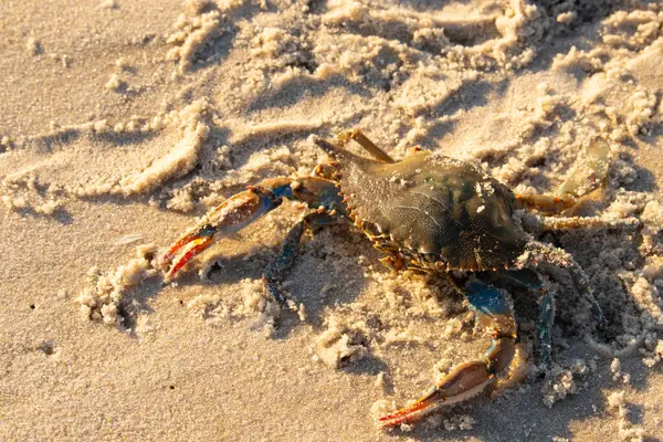 Bu mavi yengeç sahilde poz veriyor. Pençelerini kullanmaya ve onu tehlikeye atan herkesi çimdiklemeye hazır. Büyük çimdikçiler dışarı ve hazır. Her yer kumla kaplıydı..