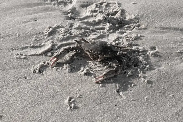 Bu mavi yengeç sahilde poz veriyor. Pençelerini kullanmaya ve onu tehlikeye atan herkesi çimdiklemeye hazır. Büyük çimdikçiler dışarı ve hazır. Her yer kumla kaplıydı..