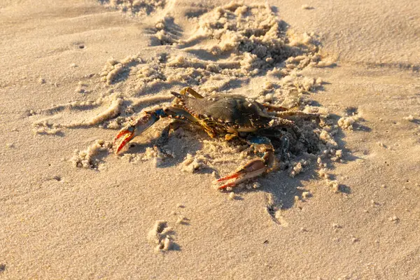 Bu mavi yengeç sahilde poz veriyor. Pençelerini kullanmaya ve onu tehlikeye atan herkesi çimdiklemeye hazır. Büyük çimdikçiler dışarı ve hazır. Her yer kumla kaplıydı..