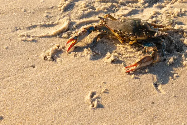 Bu mavi yengeç sahilde poz veriyor. Pençelerini kullanmaya ve onu tehlikeye atan herkesi çimdiklemeye hazır. Büyük çimdikçiler dışarı ve hazır. Her yer kumla kaplıydı..