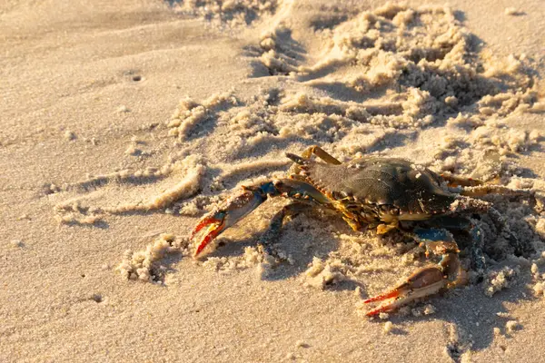 Bu mavi yengeç sahilde poz veriyor. Pençelerini kullanmaya ve onu tehlikeye atan herkesi çimdiklemeye hazır. Büyük çimdikçiler dışarı ve hazır. Her yer kumla kaplıydı..