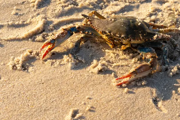 Bu mavi yengeç sahilde poz veriyor. Pençelerini kullanmaya ve onu tehlikeye atan herkesi çimdiklemeye hazır. Büyük çimdikçiler dışarı ve hazır. Her yer kumla kaplıydı..