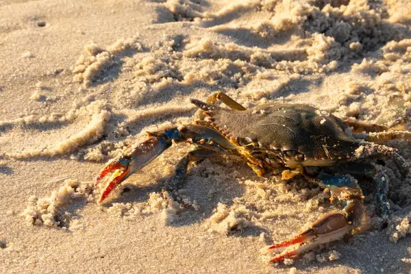 Bu mavi yengeç sahilde poz veriyor. Pençelerini kullanmaya ve onu tehlikeye atan herkesi çimdiklemeye hazır. Büyük çimdikçiler dışarı ve hazır. Her yer kumla kaplıydı..