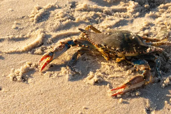 Bu mavi yengeç sahilde poz veriyor. Pençelerini kullanmaya ve onu tehlikeye atan herkesi çimdiklemeye hazır. Büyük çimdikçiler dışarı ve hazır. Her yer kumla kaplıydı..
