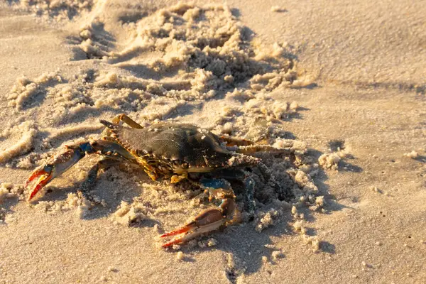 Bu mavi yengeç sahilde poz veriyor. Pençelerini kullanmaya ve onu tehlikeye atan herkesi çimdiklemeye hazır. Büyük çimdikçiler dışarı ve hazır. Her yer kumla kaplıydı..