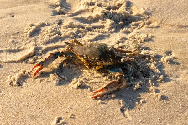 Bu mavi yengeç sahilde poz veriyor. Pençelerini kullanmaya ve onu tehlikeye atan herkesi çimdiklemeye hazır. Büyük çimdikçiler dışarı ve hazır. Her yer kumla kaplıydı..