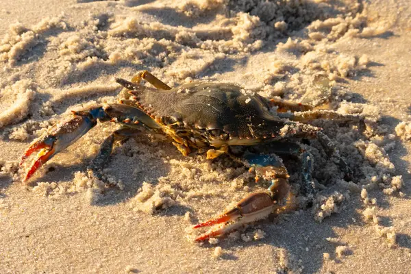 Bu mavi yengeç sahilde poz veriyor. Pençelerini kullanmaya ve onu tehlikeye atan herkesi çimdiklemeye hazır. Büyük çimdikçiler dışarı ve hazır. Her yer kumla kaplıydı..