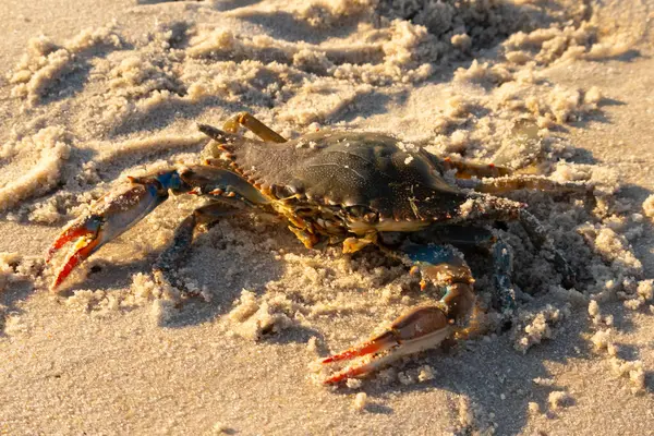 Bu mavi yengeç sahilde poz veriyor. Pençelerini kullanmaya ve onu tehlikeye atan herkesi çimdiklemeye hazır. Büyük çimdikçiler dışarı ve hazır. Her yer kumla kaplıydı..
