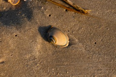 Bu küçük deniz kabuğu kum tanelerinin arasında yatıyordu. Kabuk bir midyeye ait ve içinde güzel mavi bantlar var. Etrafındaki alan ıslanmış görünüyor. Sanki su yeni akmış gibi..