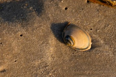 Bu küçük deniz kabuğu kum tanelerinin arasında yatıyordu. Kabuk bir midyeye ait ve içinde güzel mavi bantlar var. Etrafındaki alan ıslanmış görünüyor. Sanki su yeni akmış gibi..