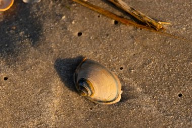 Bu küçük deniz kabuğu kum tanelerinin arasında yatıyordu. Kabuk bir midyeye ait ve içinde güzel mavi bantlar var. Etrafındaki alan ıslanmış görünüyor. Sanki su yeni akmış gibi..