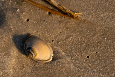 Bu küçük deniz kabuğu kum tanelerinin arasında yatıyordu. Kabuk bir midyeye ait ve içinde güzel mavi bantlar var. Etrafındaki alan ıslanmış görünüyor. Sanki su yeni akmış gibi..