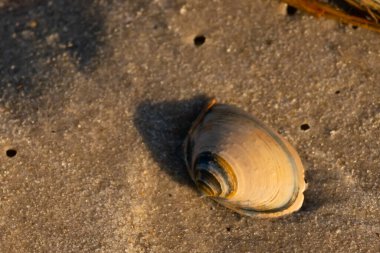 Bu küçük deniz kabuğu kum tanelerinin arasında yatıyordu. Kabuk bir midyeye ait ve içinde güzel mavi bantlar var. Etrafındaki alan ıslanmış görünüyor. Sanki su yeni akmış gibi..