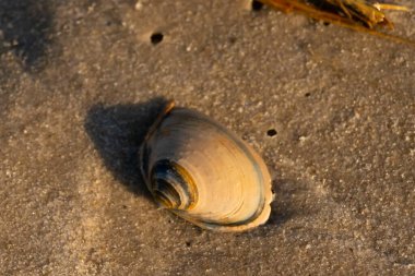 Bu küçük deniz kabuğu kum tanelerinin arasında yatıyordu. Kabuk bir midyeye ait ve içinde güzel mavi bantlar var. Etrafındaki alan ıslanmış görünüyor. Sanki su yeni akmış gibi..