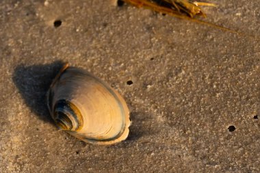 Bu küçük deniz kabuğu kum tanelerinin arasında yatıyordu. Kabuk bir midyeye ait ve içinde güzel mavi bantlar var. Etrafındaki alan ıslanmış görünüyor. Sanki su yeni akmış gibi..