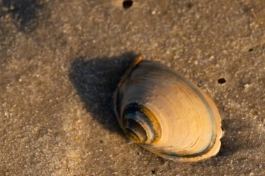 Bu küçük deniz kabuğu kum tanelerinin arasında yatıyordu. Kabuk bir midyeye ait ve içinde güzel mavi bantlar var. Etrafındaki alan ıslanmış görünüyor. Sanki su yeni akmış gibi..