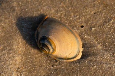 Bu küçük deniz kabuğu kum tanelerinin arasında yatıyordu. Kabuk bir midyeye ait ve içinde güzel mavi bantlar var. Etrafındaki alan ıslanmış görünüyor. Sanki su yeni akmış gibi..