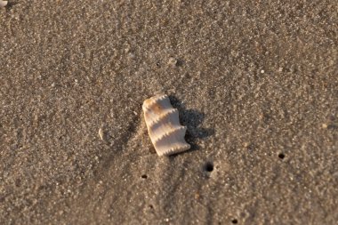 Bu güzel deniz kabuğu parçası kahverengi şeker görünümlü kum tanelerinin içinde yatıyordu. Sörfün kırdığı şeyin bir kalıntısı. Beyaz çıkıntılar ve turuncu bantlar öne çıkıyor.